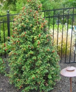 Dragon Lady Holly Plant - Quart Pot - Evergreen Shrub