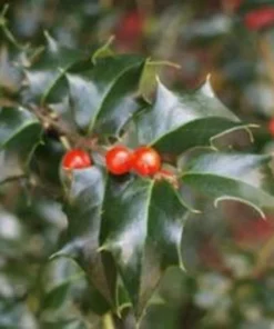 Dragon Lady Holly Plant - Quart Pot - Evergreen Shrub