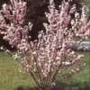Dwarf Pink Flowering Almond Plant - Quart Pot - Flowering Shrub