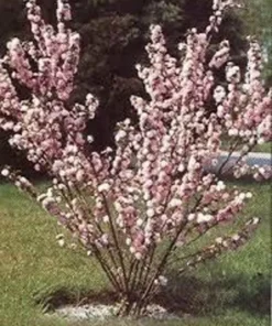 Dwarf Pink Flowering Almond Plant - Quart Pot - Flowering Shrub
