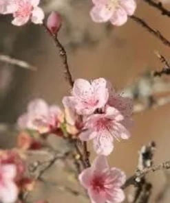 Dwarf Pink Flowering Almond Plant - Quart Pot - Flowering Shrub