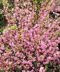 Dwarf Pink Flowering Almond Plant - Quart Pot - Flowering Shrub