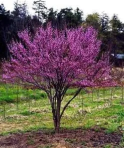 Eastern Red Bud Tree - Quart Pot Size - Flowering Tree