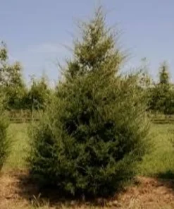 Eastern Red Cedar Tree - Native Seedling in Quart Pot - Perfect for Landscaping