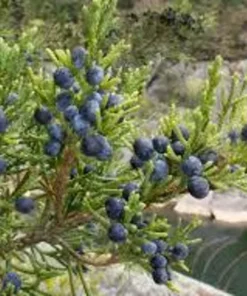 Eastern Red Cedar Tree - Native Seedling in Quart Pot - Perfect for Landscaping
