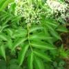 Elderberry Sambucus Plant - Quart Pot Size - Garden Ready