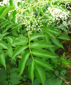 Elderberry Sambucus Plant - Quart Pot Size - Garden Ready