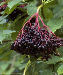 Elderberry Sambucus Plant - Quart Pot Size - Garden Ready