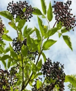 Elderberry Sambucus Plant - Quart Pot Size - Garden Ready