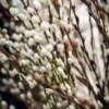 French Pussy Willow Plant - 2.5 inch Pot - Unique Garden Shrub