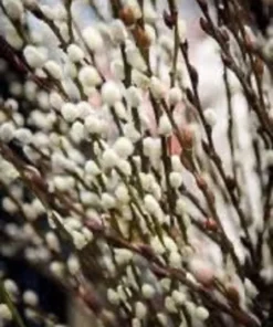 French Pussy Willow Plant - 2.5 inch Pot - Unique Garden Shrub