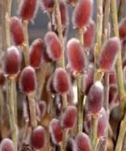 French Pussy Willow Plant - 2.5 inch Pot - Unique Garden Shrub