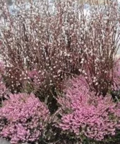 French Pussy Willow Plant - 2.5 inch Pot - Unique Garden Shrub