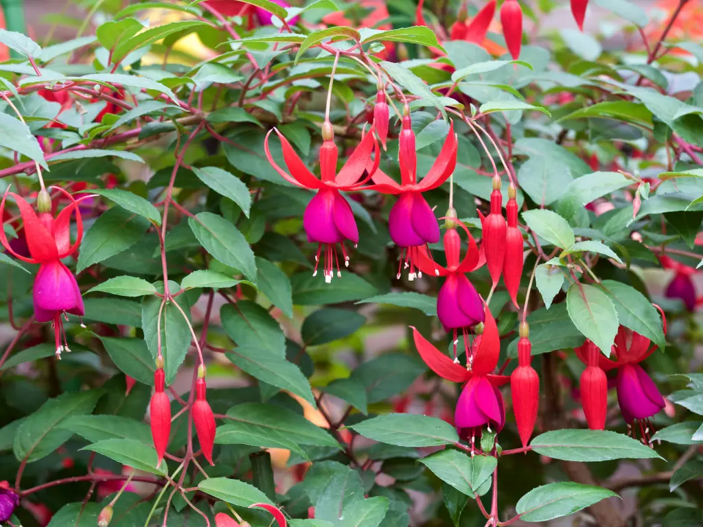 Fuchsia Care Made Easy: How to Grow Stunning Blooms