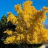 Ginkgo Biloba Tree Quart Pot - Unique Landscape Tree