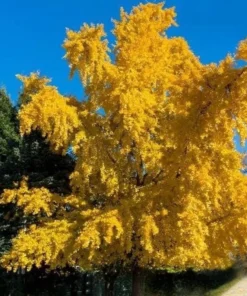 Ginkgo Biloba Tree Quart Pot - Unique Landscape Tree