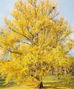 Ginkgo Biloba Tree Quart Pot - Unique Landscape Tree