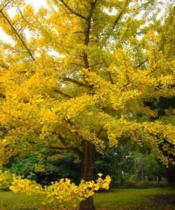 Ginkgo Biloba Tree Quart Pot - Unique Landscape Tree