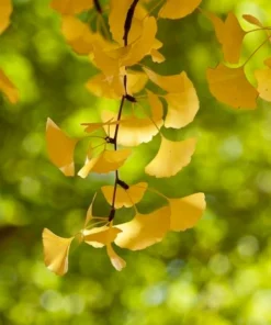 Ginkgo Biloba Tree Quart Pot - Unique Landscape Tree