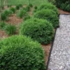 Green Velvet Boxwood Plant - Quart Pot - Evergreen Shrub