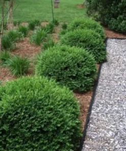 Green Velvet Boxwood Plant - Quart Pot - Evergreen Shrub