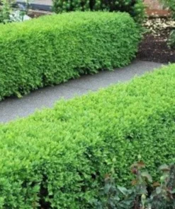 Green Velvet Boxwood Plant - Quart Pot - Evergreen Shrub