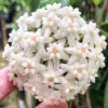 HOYA DOI TUNG LIVE PLANT 15 Inches Tall in 4" Hanging Pot - Hoya Carnosa Wax Flower