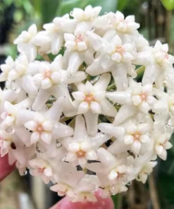 HOYA DOI TUNG LIVE PLANT 15 Inches Tall in 4" Hanging Pot - Hoya Carnosa Wax Flower