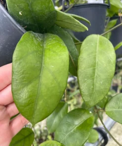 HOYA DOI TUNG LIVE PLANT 15 Inches Tall in 4" Hanging Pot - Hoya Carnosa Wax Flower