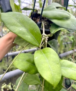HOYA DOI TUNG LIVE PLANT 15 Inches Tall in 4