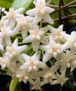 HOYA DOI TUNG LIVE PLANT 15 Inches Tall in 4