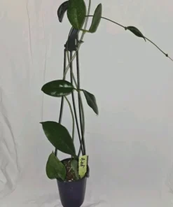 HOYA DOI TUNG LIVE PLANT 15 Inches Tall in 4