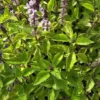 Holy Basil Live Plant - Kapoor Tulsi - 5 Inch Tall - 3 Plugs Per Order