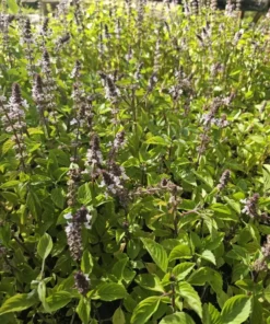 Holy Basil Live Plant - Kapoor Tulsi - 5 Inch Tall - 3 Plugs Per Order