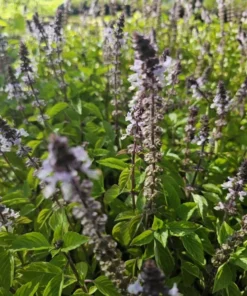 Holy Basil Live Plant - Kapoor Tulsi - 5 Inch Tall - 3 Plugs Per Order