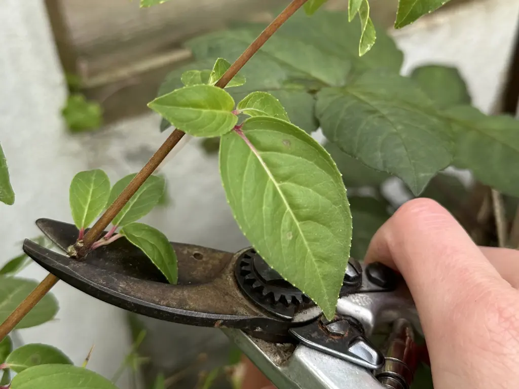 Fuchsia Care Made Easy: How to Grow Stunning Blooms