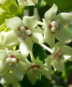 Hoya Australis Vine Wax Flower Live Plant 5 inch Vanilla Hoya Indoor