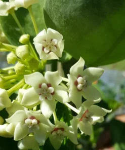 Hoya Australis Vine Wax Flower Live Plant 5 inch Vanilla Hoya Indoor