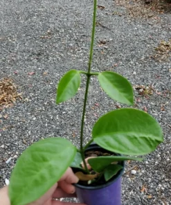 Hoya Australis Vine Wax Flower Live Plant 5 inch Vanilla Hoya Indoor