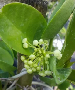Hoya Australis Vine Wax Flower Live Plant 5 inch Vanilla Hoya Indoor
