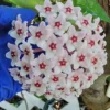 Hoya Carnosa Krimson Queen Live Plant - 5" Tall Variegated Wax Flower in 4" Pot