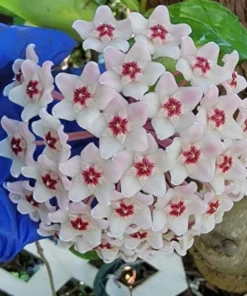 Hoya Carnosa Krimson Queen Live Plant - 5" Tall Variegated Wax Flower in 4" Pot
