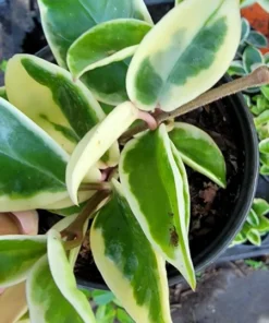 Hoya Carnosa Krimson Queen Live Plant - 5" Tall Variegated Wax Flower in 4" Pot