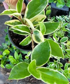 Hoya Carnosa Krimson Queen Live Plant - 5