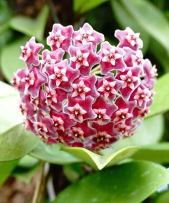Hoya Carnosa Live Plant - 5" Wax Flower Porcelain Plant