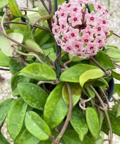 Hoya Carnosa Live Plant - 5" Wax Flower Porcelain Plant