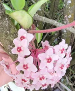 Hoya Carnosa Variegated Tricolor Krimson Princess Live Plant 5 inch in 4 inch Pot. Easy Care Wax Plant