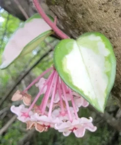 Hoya Carnosa Variegated Tricolor Krimson Princess Live Plant 5 inch in 4 inch Pot. Easy Care Wax Plant