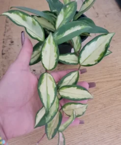 Hoya Carnosa Variegated Tricolor Krimson Princess Live Plant 5 inch in 4 inch Pot. Easy Care Wax Plant