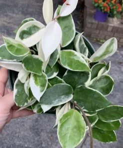 Hoya Carnosa Variegated Tricolor Krimson Princess Live Plant 5 inch in 4 inch Pot. Easy Care Wax Plant